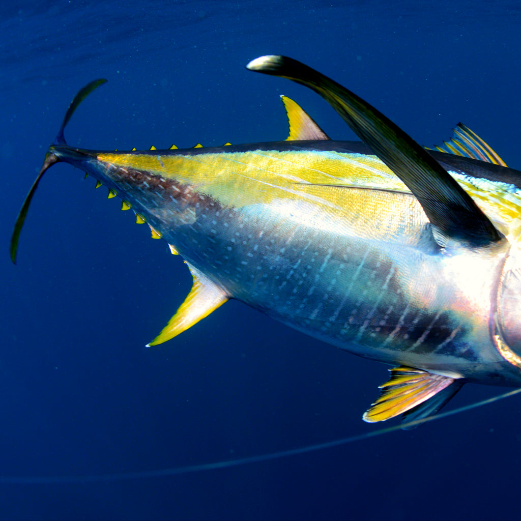 Saltwater Fishing in Florida during April 2021 - KnottyTails