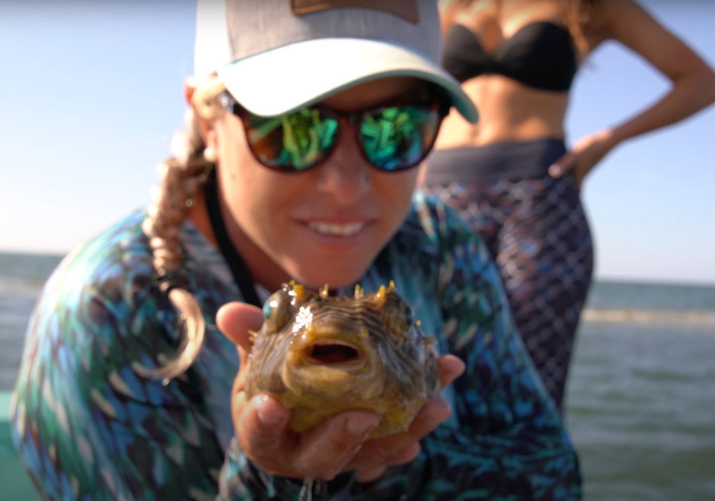Florida Puffer Fish Identification- Watch the video now